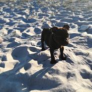 Staffordshire bull terrier BoB Marley