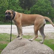 Dogo canario Crystal Fuerza Bull (Mina)