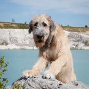 Irsk ulvehund Clonakilty av Black Glacier aka “Marvin”