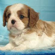 Cavalier king charles spaniel Liane's Yesterday (Yessi)