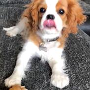 Cavalier king charles spaniel Liane's Yesterday (Yessi)