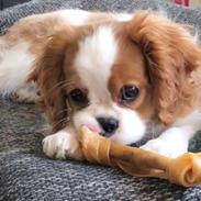 Cavalier king charles spaniel Liane's Yesterday (Yessi)