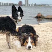 Border collie IngeMy - Spotting MeepMeep My