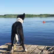 Border collie IngeMy - Spotting MeepMeep My