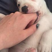 Blanding af racer Coco