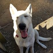 Hvid Schweizisk Hyrdehund BeDaBlanco Joyful Joy