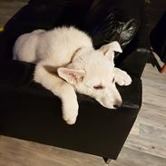 Hvid Schweizisk Hyrdehund BeDaBlanco Joyful Joy