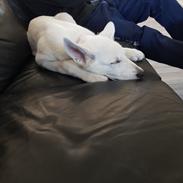 Hvid Schweizisk Hyrdehund BeDaBlanco Joyful Joy