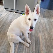 Hvid Schweizisk Hyrdehund BeDaBlanco Joyful Joy