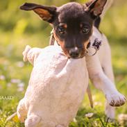 Dansk svensk gaardhund Kaktus