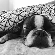 Boston terrier Naddie