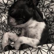 Boston terrier Naddie