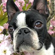 Boston terrier Naddie