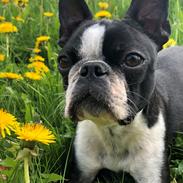 Boston terrier Naddie