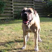 Dogo canario Crystal Fuerza Bull (Mina)