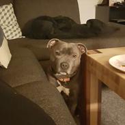 Staffordshire bull terrier Max