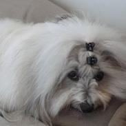 Coton de tulear King
