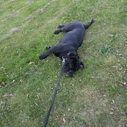 Olde english bulldogge Monkey