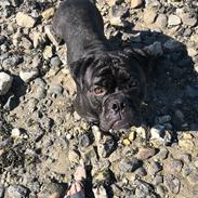 Olde english bulldogge Monkey