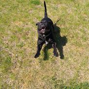 Olde english bulldogge Monkey