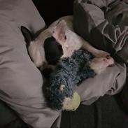 Fransk bulldog Bella 