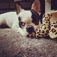 Fransk bulldog Bella 