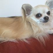 Chihuahua Nico