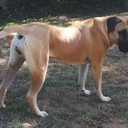 Dogo canario Crystal Fuerza Bull (Mina)