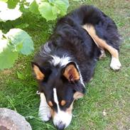 Australian shepherd Zion Himmelhund