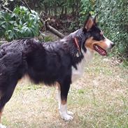 Australian shepherd Zion Himmelhund