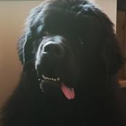 Newfoundlænder Noah 