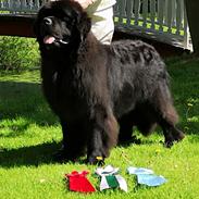 Newfoundlænder Noah 