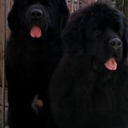 Newfoundlænder Noah 