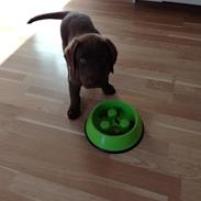 Labrador retriever Dumle