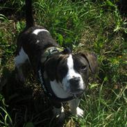 Blanding af racer Mack The Frengle 