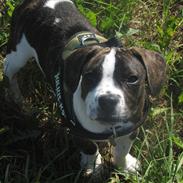 Blanding af racer Mack The Frengle 