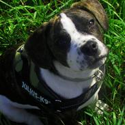 Blanding af racer Mack The Frengle 