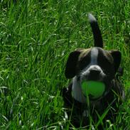 Blanding af racer Mack The Frengle 