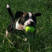 Blanding af racer Mack The Frengle 