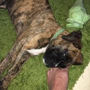 Boxer Buster baby