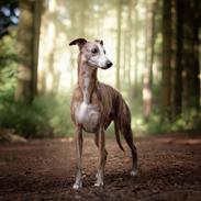Whippet Silas (Tanalorn Kelvin Knock Out)
