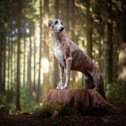 Whippet Silas (Tanalorn Kelvin Knock Out)