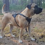 Dogo canario Crystal Fuerza Bull (Mina)