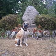 Dogo canario Crystal Fuerza Bull (Mina)