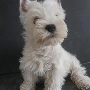 West highland white terrier Murphy