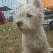 West highland white terrier Murphy