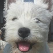 West highland white terrier Murphy