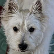 West highland white terrier Saga