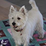 West highland white terrier Saga