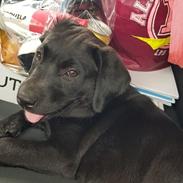Labrador retriever Pinnmoors Perry Tequila